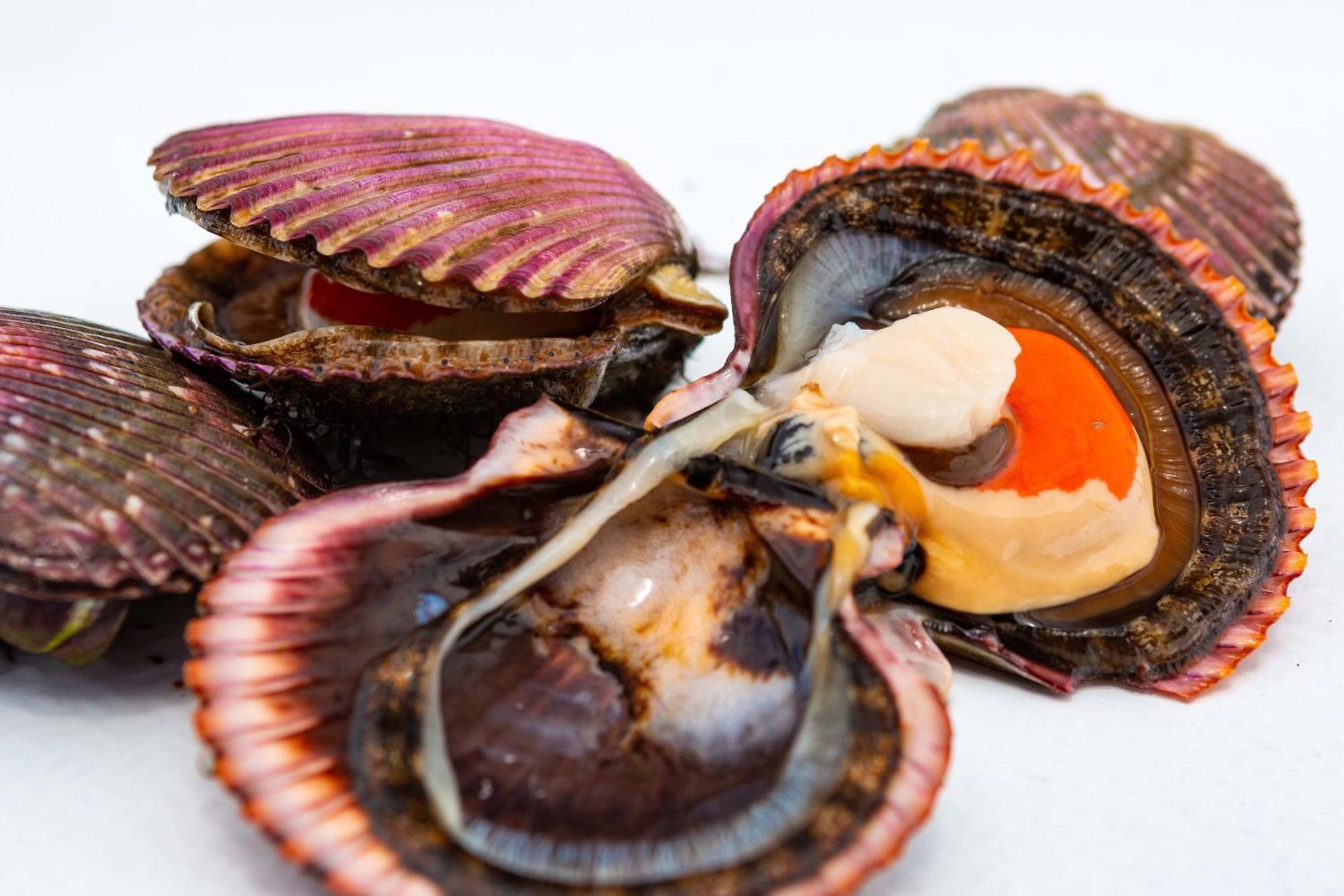 Hotel Paracas, a Luxury Collection Resort, Paracas Exterior foto Scallops